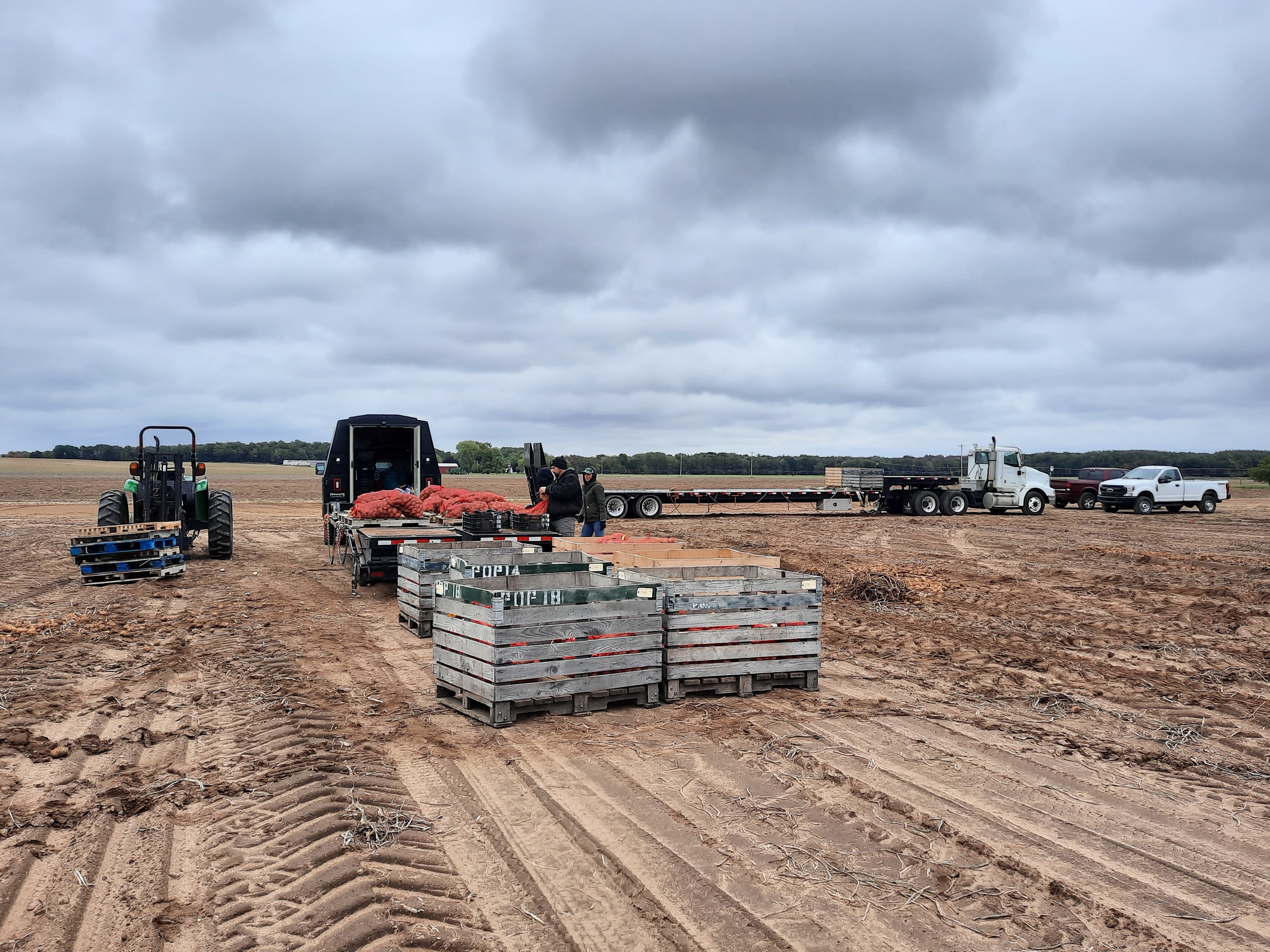 Harvest bins with bags of trial potatoes.